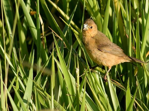 <h3><a href="/trips/salesopolis-2014/biota/animalia/chordata/aves/040 passeriformes/127 thraupidae/sporophila leucoptera/sporophila leucoptera-nl.html">Sporophila&nbsp;leucoptera</a> / White‑bellied&nbsp;seedeater / Witbuikdikbekje</h3>NIKON D7100 met AF-S Nikkor 300mm f/2.8G IF-ED VR II, 1/800 sec  bij F4.5, ISO 250, afstand 14.9&nbsp;m